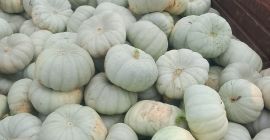 Vendo calabazas para pastel Sampson f1.