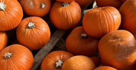 Calabazas de Halloween 2026. Suministramos calabazas cultivadas en nuestros