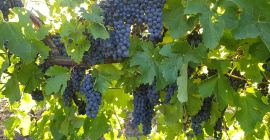 Uvas de mesa - principalmente Coarna Regala Romanianască con