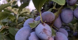 Tengo una gran cantidad de ciruelas Topking en venta.