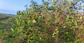 Vendo aronia orgánica certificada, zona de Prahova. Cantidad: 5