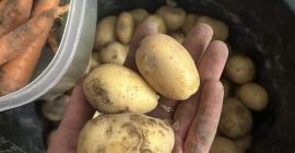Hola, vendo patatas tiernas, variedad Mariola temprana, amarillas, sabrosas.