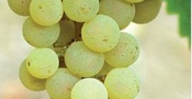 Prodajem vinsko grožđe sorte italijanski rizling i župljanka. Kontakt