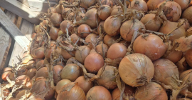 Cebollas a la venta 45+ | Bolsa | Majka