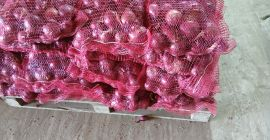 De vanzare ceapa galbena stuttgarter ambalat proaspat in saci