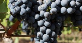 Vând Cabernet Sauvignon (struguri de vin) – Calitate Premium