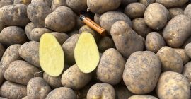 Patatas Agria, lavadas/sin lavar, origen Holanda. Envase: sacos de