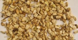 Hola, vendo semillas de angélica (Angelica archangelica) cosechadas a
