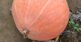 Venderé calabazas de la variedad Otylia, enteras o cortadas