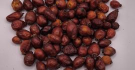 Ofrecemos escaramujos en diferentes presentaciones: enteros, con cáscara y