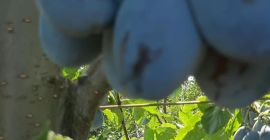 Vând prune Stanley în cantități mari. Mai multe detalii