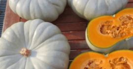 Vendemos diversas variedades de calabaza con nuez moscada. Muscat