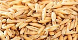 Cosecha 2026 de avena orgánica. Actualmente disponible en sacos