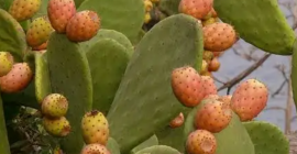 Higos chumbos sin espinas en cestas de 1 kg.