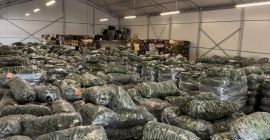 Pepinos frescos de invernadero rumanos – Venta al por