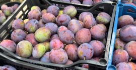 CIRUELAS PRESIDENT – 20–30 TONELADAS – RUMANIA Ciruelas President