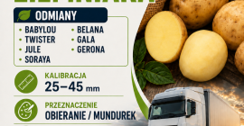 Compraré patatas de entre 25 y 45 mm. Variedades: