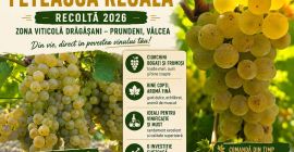 ¡Es tiempo de cosecha! Vendemos uvas Fetească Regală de