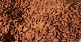 Buenos días. Ofrezco venta al por mayor de almendras