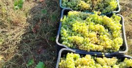 Uvas para vino y uvas de mesa, directamente del