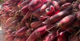 Cebolla roja de agua +[teléfono] Precio negociable según la