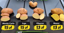 Hola, vendo patatas Irga, de 4 cm en adelante.