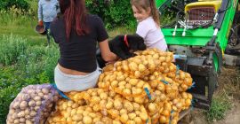 Vendo papas Denar, Vineta y Lily. Precio a convenir.