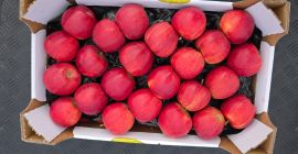 Vendemos manzanas Gala Golden Pinova Jonaprince Jonagored Idared Najdared