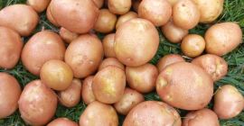 Tengo papas orgánicas certificadas de las variedades Queen Anne,