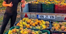 VENDO UVAS PARA LA ELABORACIÓN DE VINO – DIRECTAMENTE