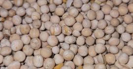 Guisantes de este año 18t