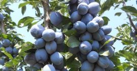 Vendo ciruelas pasas a 0,2 céntimos de euro para