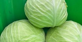 Venderé repollo para cortar y ensaladas de la variedad