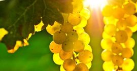 Vendo uvas de las variedades Pamid, Cabernet Sauvignon, Muscat