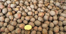 Oferujemy polskie ziemniaki odmiany Fontane do produkcji frytek. Regularne