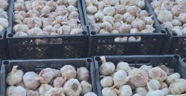 Venta de ajo: Ofrezco ajo de alta calidad, limpio