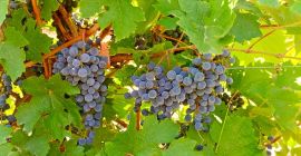 Se venden uvas Cabernet Sauvignon y Merlot cultivadas en