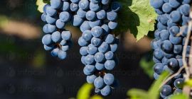 Productor. Vendo uvas de las variedades de vino Pamid