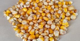 Maíz a la venta en lotes pequeños y grandes.