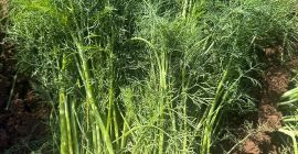 Hola, tengo eneldo a la venta sin flor (umbela),