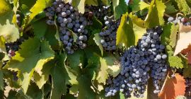 Uvas a la venta en Matejevac (Niš): Cabernet Sauvignon,