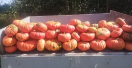 Vendo una variedad de calabaza comestible: Rouge vif d'étampes.
