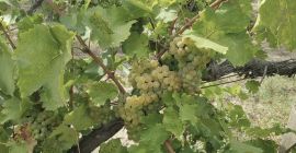 Uvas Sauvignon Blanc maduras en la vid. Hojas verdes