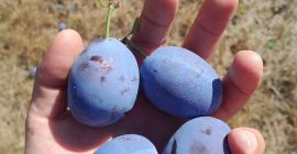 Ciruelas pasas variedad Stanley Tel-[número de teléfono]