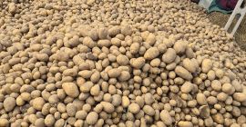 Patatas comestibles, variedades lila y jurek