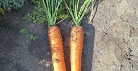 Zanahorias de la variedad Bastia en venta. Cosecha sana.