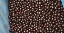 Aronia congelada, clase 1 - orgánica y convencional. Cantidades