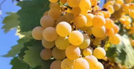 Las uvas blancas Malvasía ecológicas se venden a 50