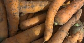 Venderé zanahorias de varios tamaños, sin lavar, limpias de