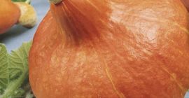 Calabaza de Hokkaido de una pequeña granja. Súper calidad